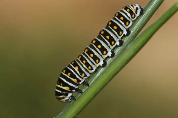 Black swallowtail caterpillar on stem