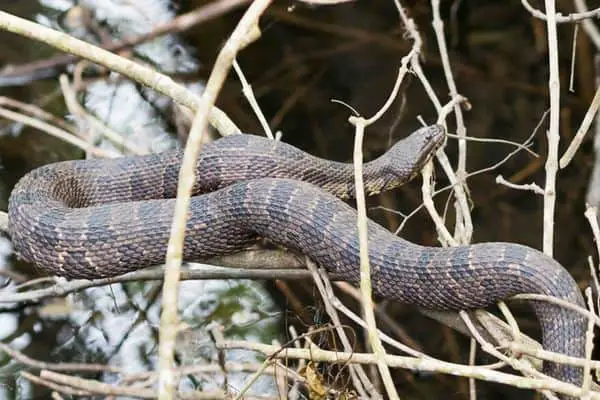Brown Watersnake on tree branches
