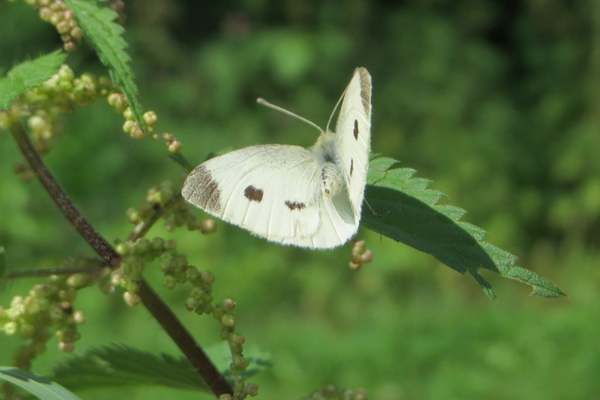 Cabbage white on green leaf
