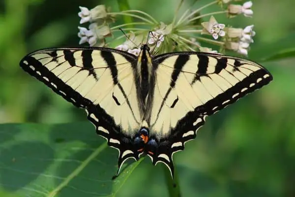 Canadian tiger swallowtail on a flower