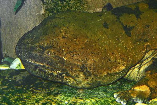 Chinese giant salamander in moist land