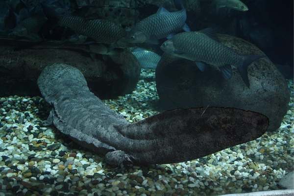 Chinese giant salamander inside aquarium