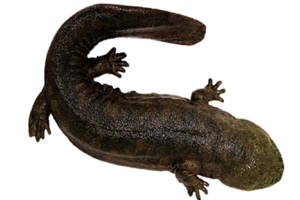 Chinese giant salamander isolated on white