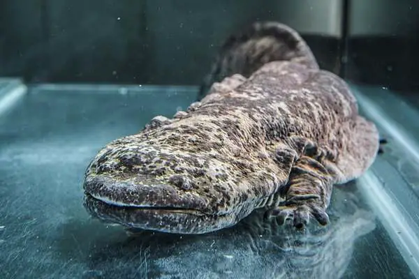Chinese giant salamander on glass surface