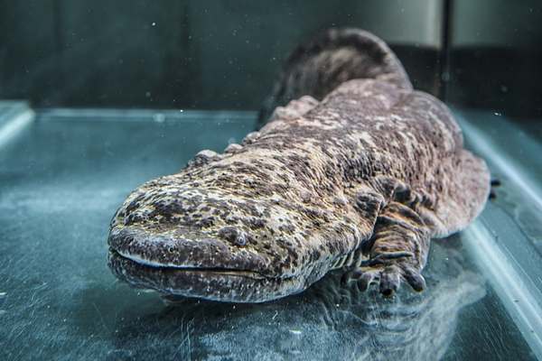 Chinese giant salamander on glass surface