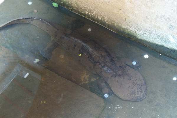 Chinese giant salamander on shallow water