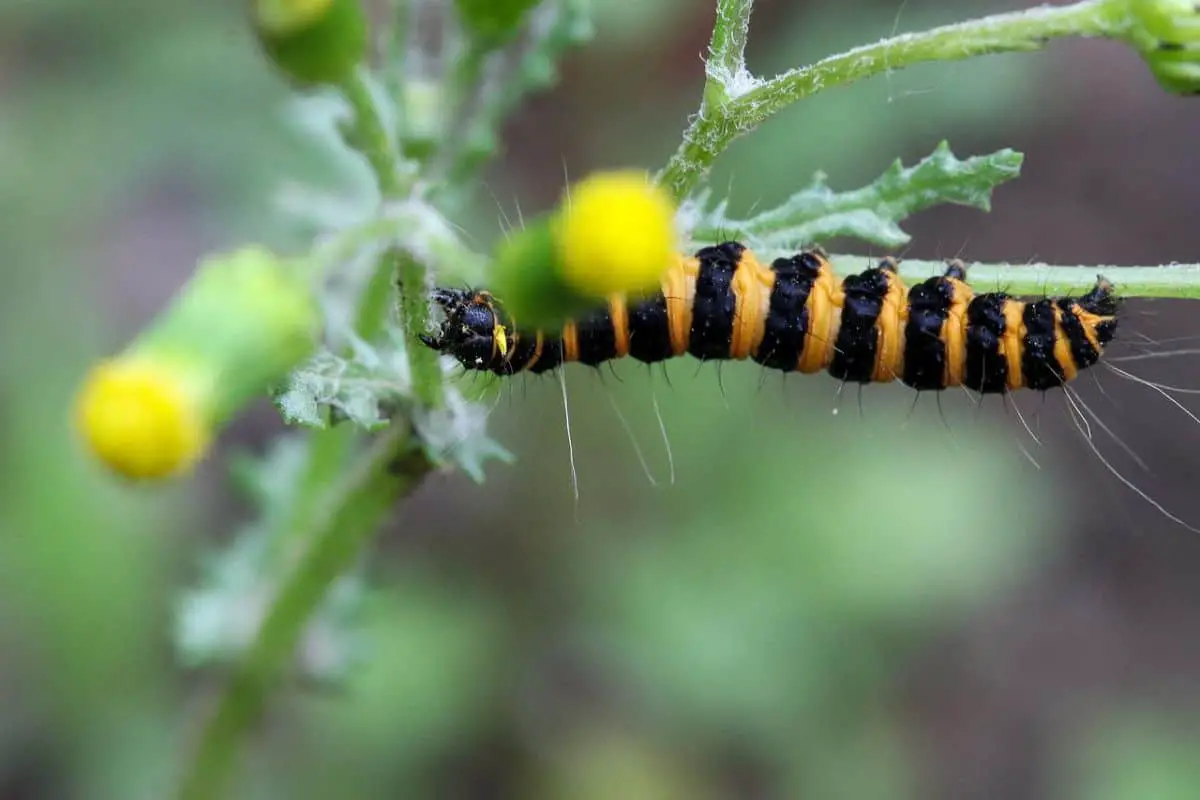 Cinnabar caterpillar on stem