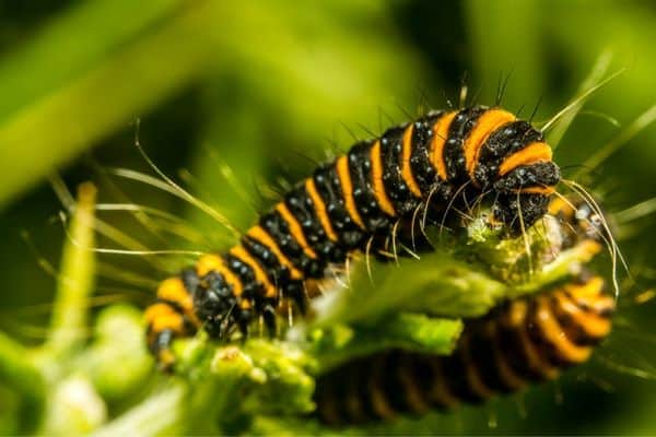 Cinnabar moth caterpillar on plants