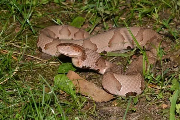Copperhead snake in a defense position.