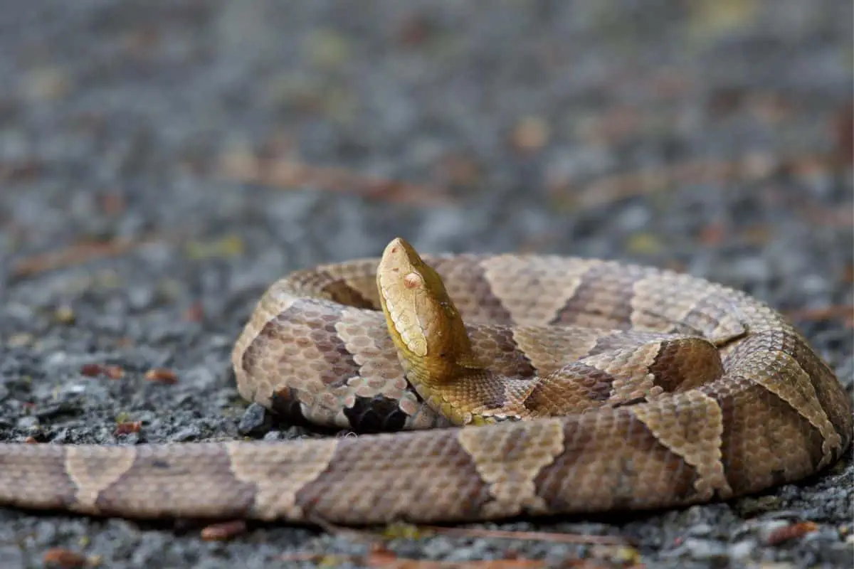 Copperhead snake on the ground