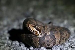 10 Snakes That Look Like Cottonmouths (Pictures)