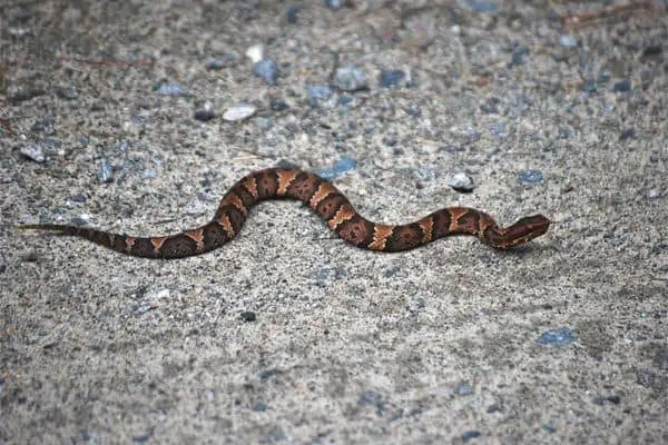 Cottonmouth Snake hissing