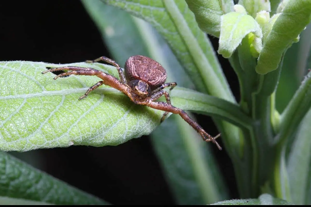 Crab spider on a plant