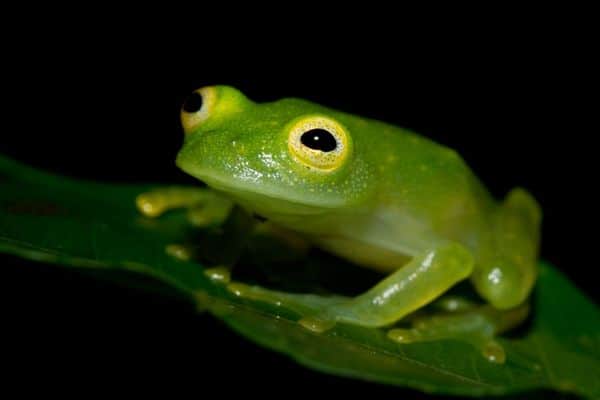 Cricket glass frog at night