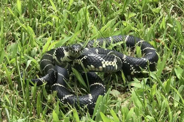 Eastern king snake in defensive position