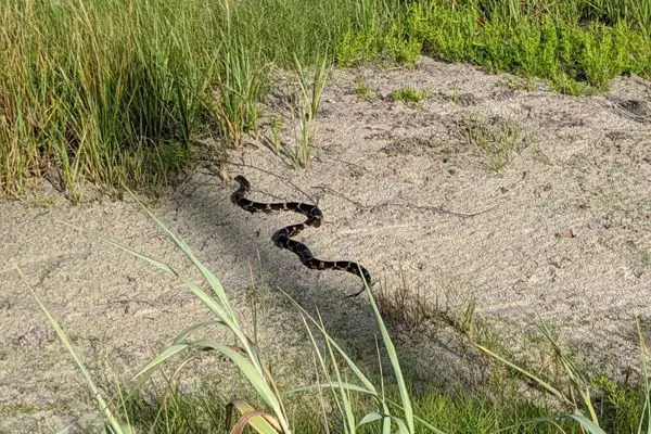 Eastern king snake in grass field