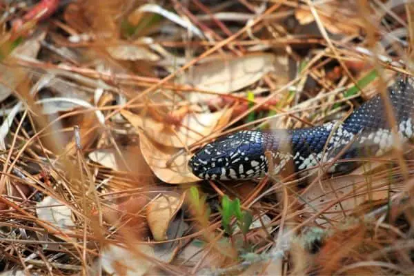 Eastern king snake in grassland
