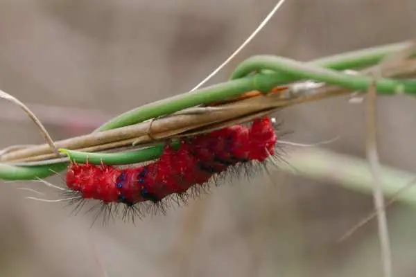 Faithful beauty caterpillar
