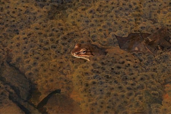 Female wood frog laying eggs