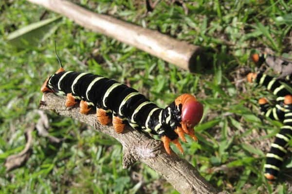 Frangipani sphinx caterpillar on twig
