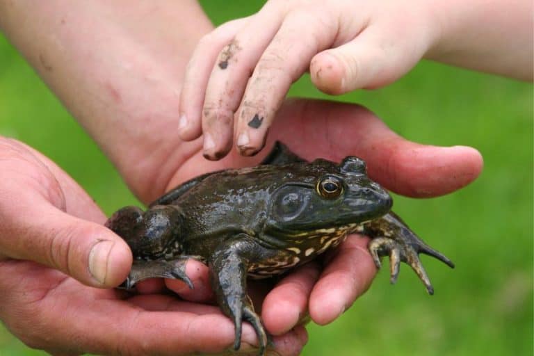 Can You Keep a Wild Frog as a Pet? - The Critter Hideout