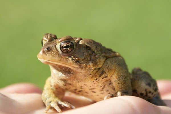 Frog sitting in palm