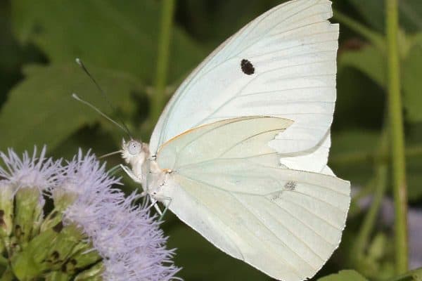Giant white perched on flower