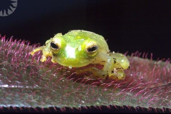 Glass frog on a leaf