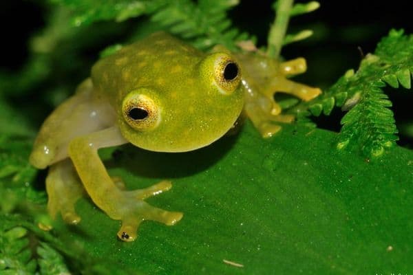 Glass frog on plants