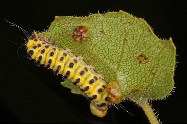 Grapeleaf skeletonizer caterpillar on a leaf