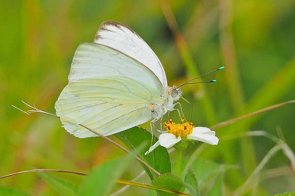 Great southern white on yellow flower