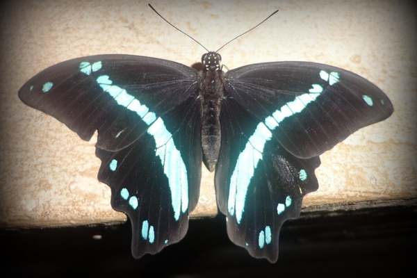 Green-banded swallowtail on the wall