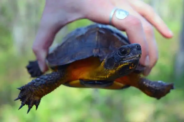 Head turn Wood turtle