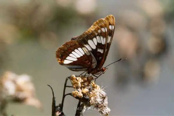 Lorquin's admiral on dried leaves