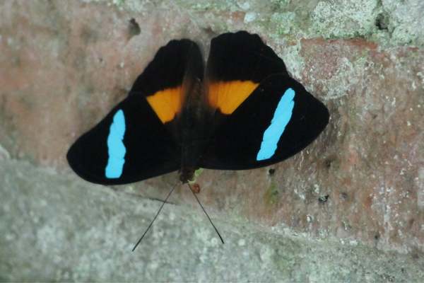 Male obrina olivewing on the wall
