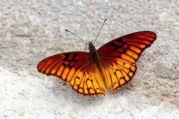 Mexican silverspot on rock