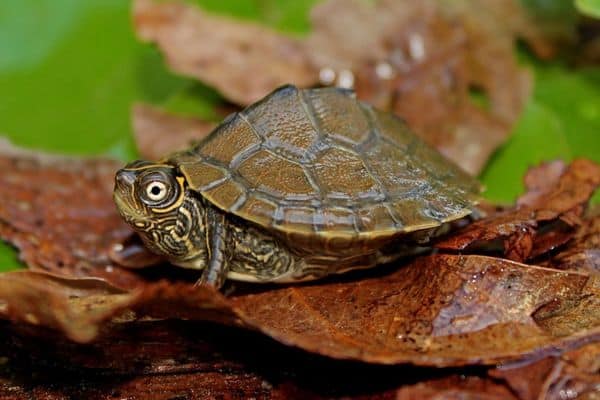 Mississippi map turtle on wet leaves