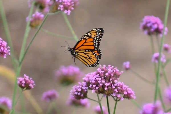 Monarch Butterfly in flight