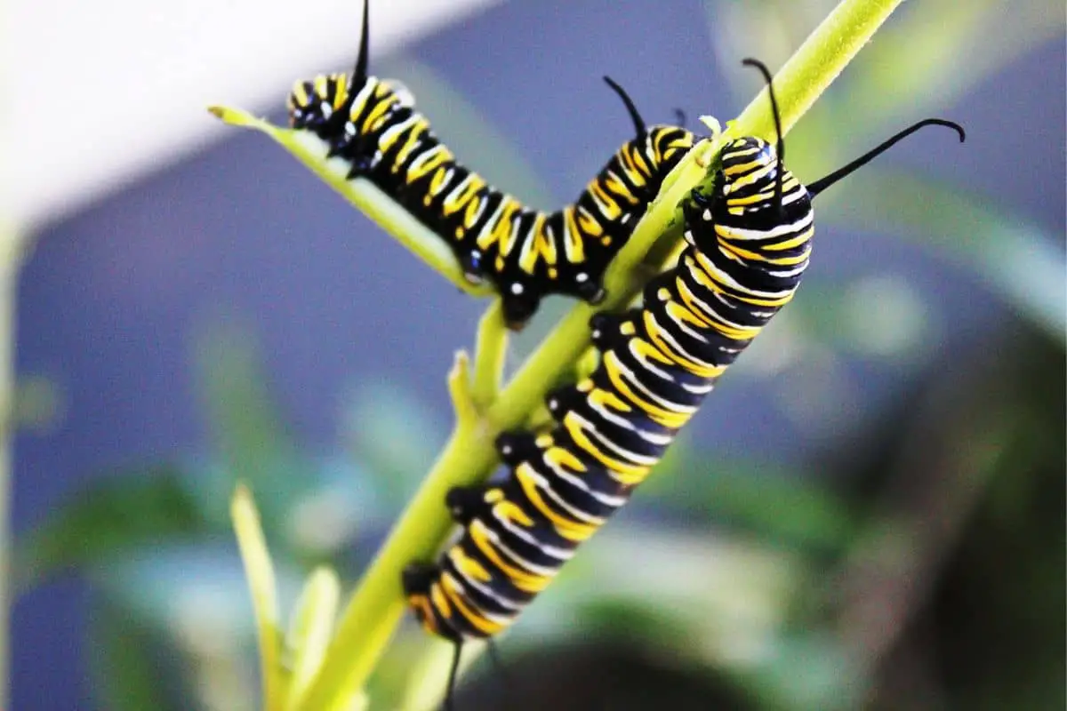 Monarch caterpillars on stem