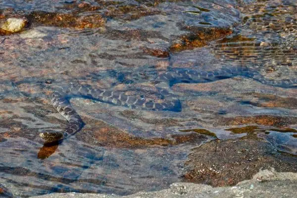 Northern Water Snake in freshwater
