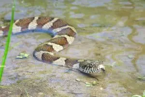 Are Northern Water Snakes Venomous?