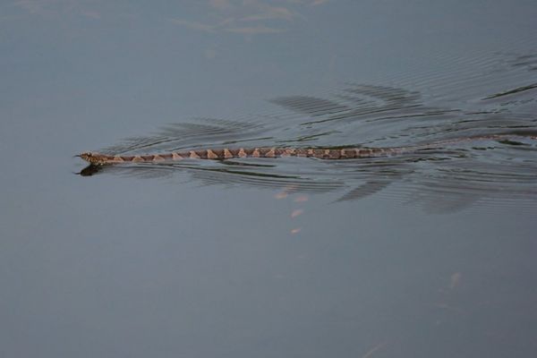 Northern Water Snake swims in water