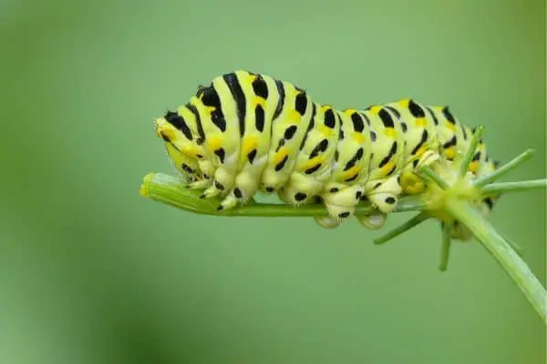 Old world swallowtail caterpillar on stem