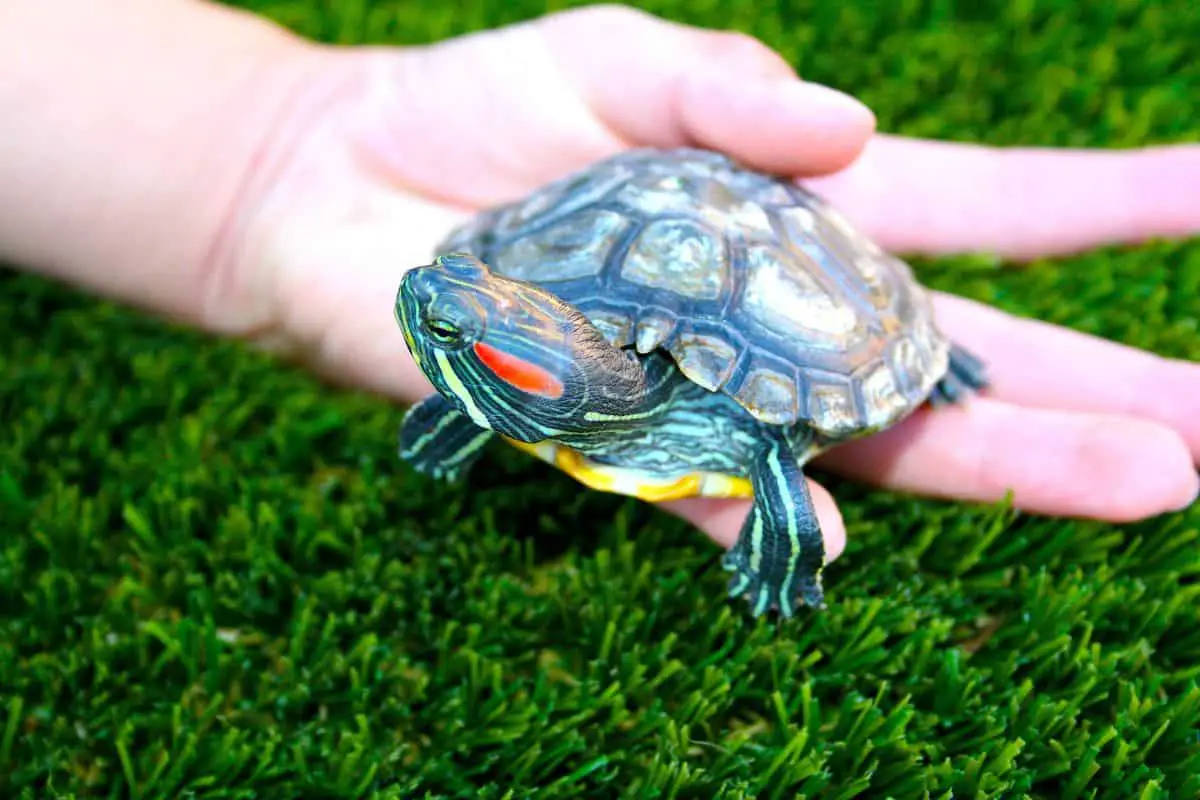 Person holding a turtle