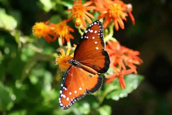 Queen butterfly in the garden