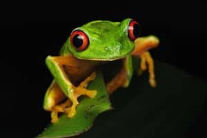 15 Facts About Red-eyed Tree Frogs
