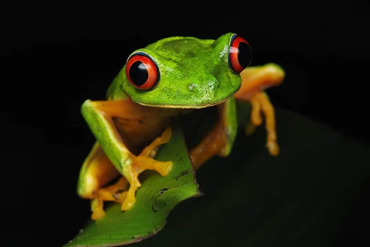 15 Facts About Red-eyed Tree Frogs