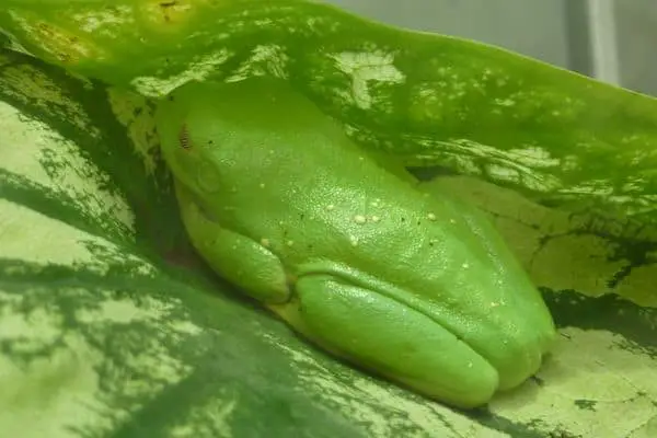 Red eyed tree frog camouflage