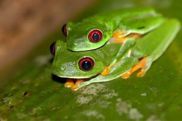 Red eyed tree frog mating