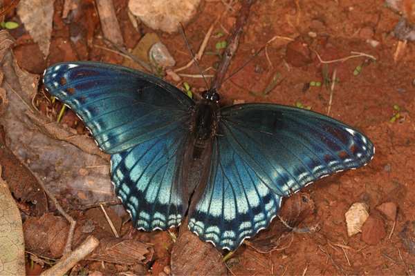 Red-spotted purple admiral on the ground